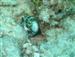 Malapascua 850.jpg